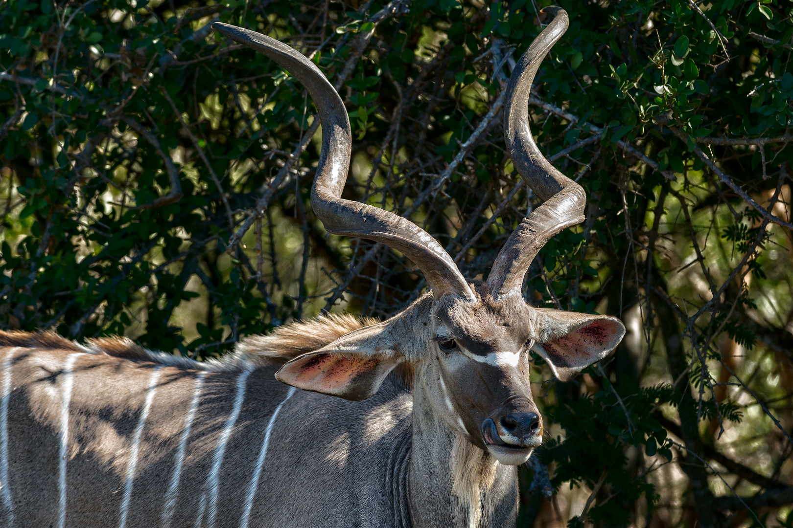 Kruger 342 copia